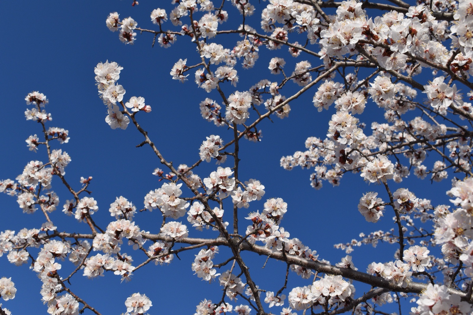White blossoms on bare branches against a deep blue sky.