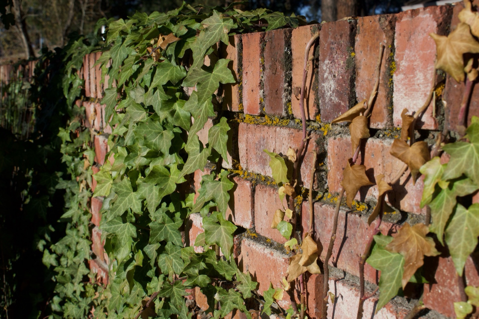 Ivy climbing over an old red brick wall.
