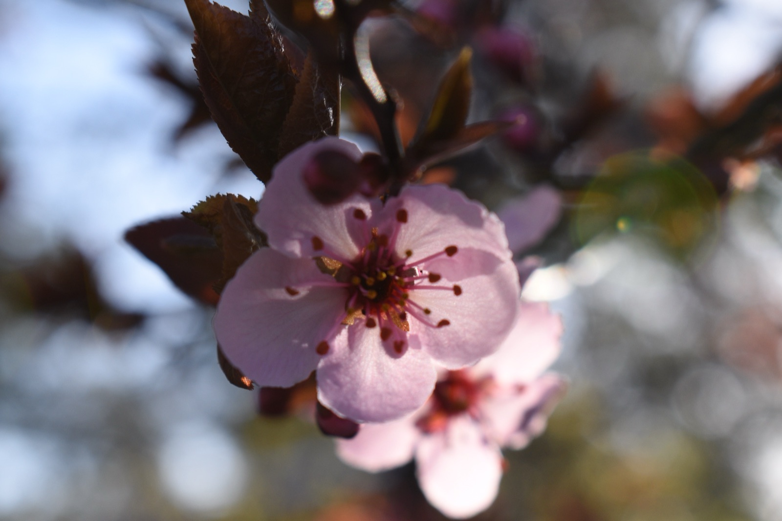 Close-up of a pale pink blossom on a dark branch.