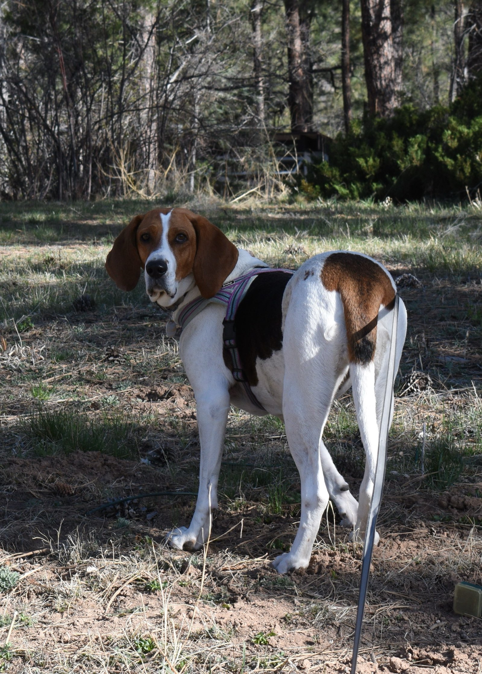A hound dog standing in dry grass, looking at the camera.