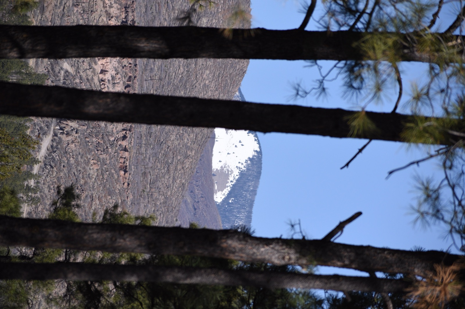 Tall pine trunks with a snow-capped mountain behind them.