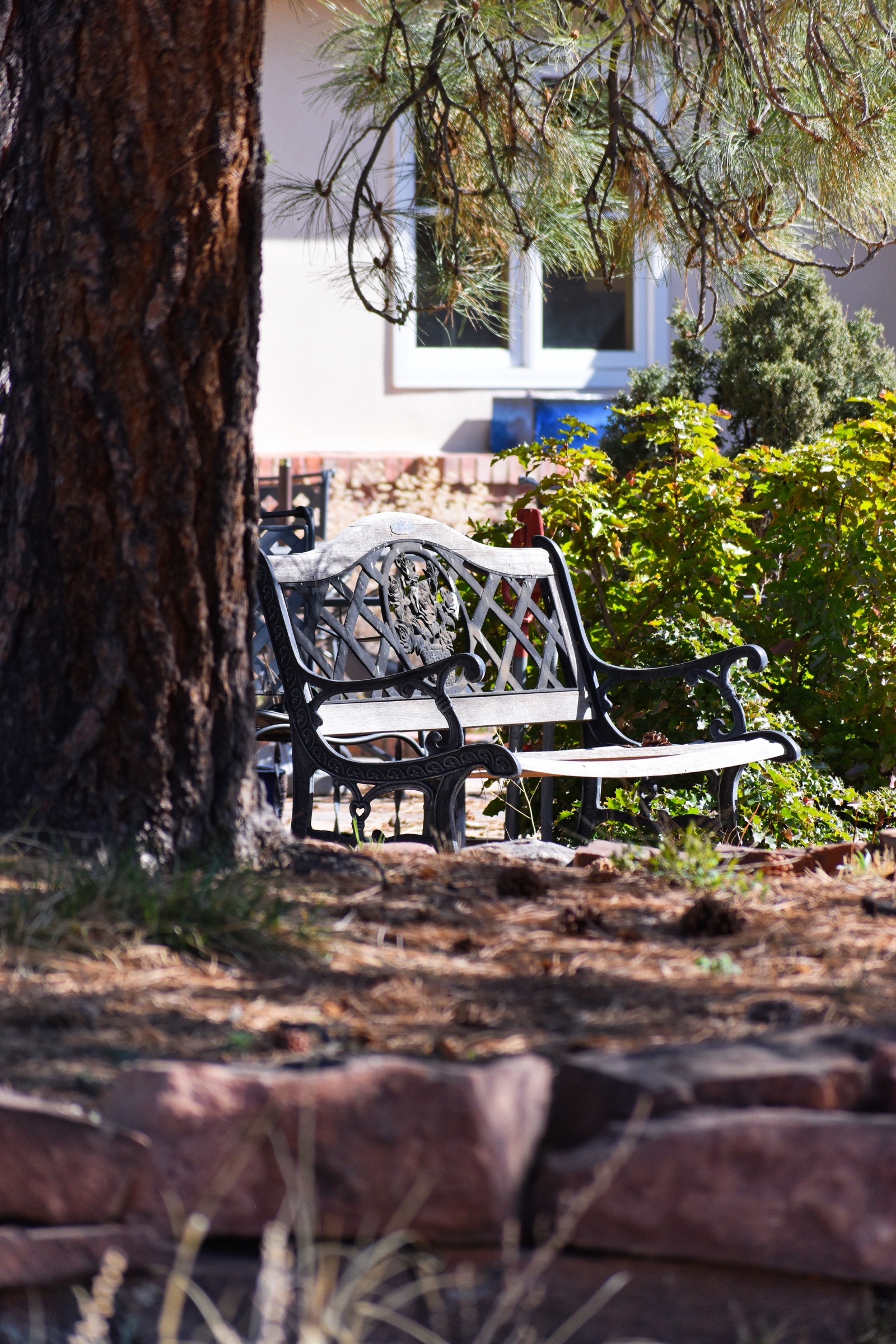 A garden bench in the shade of a large tree.