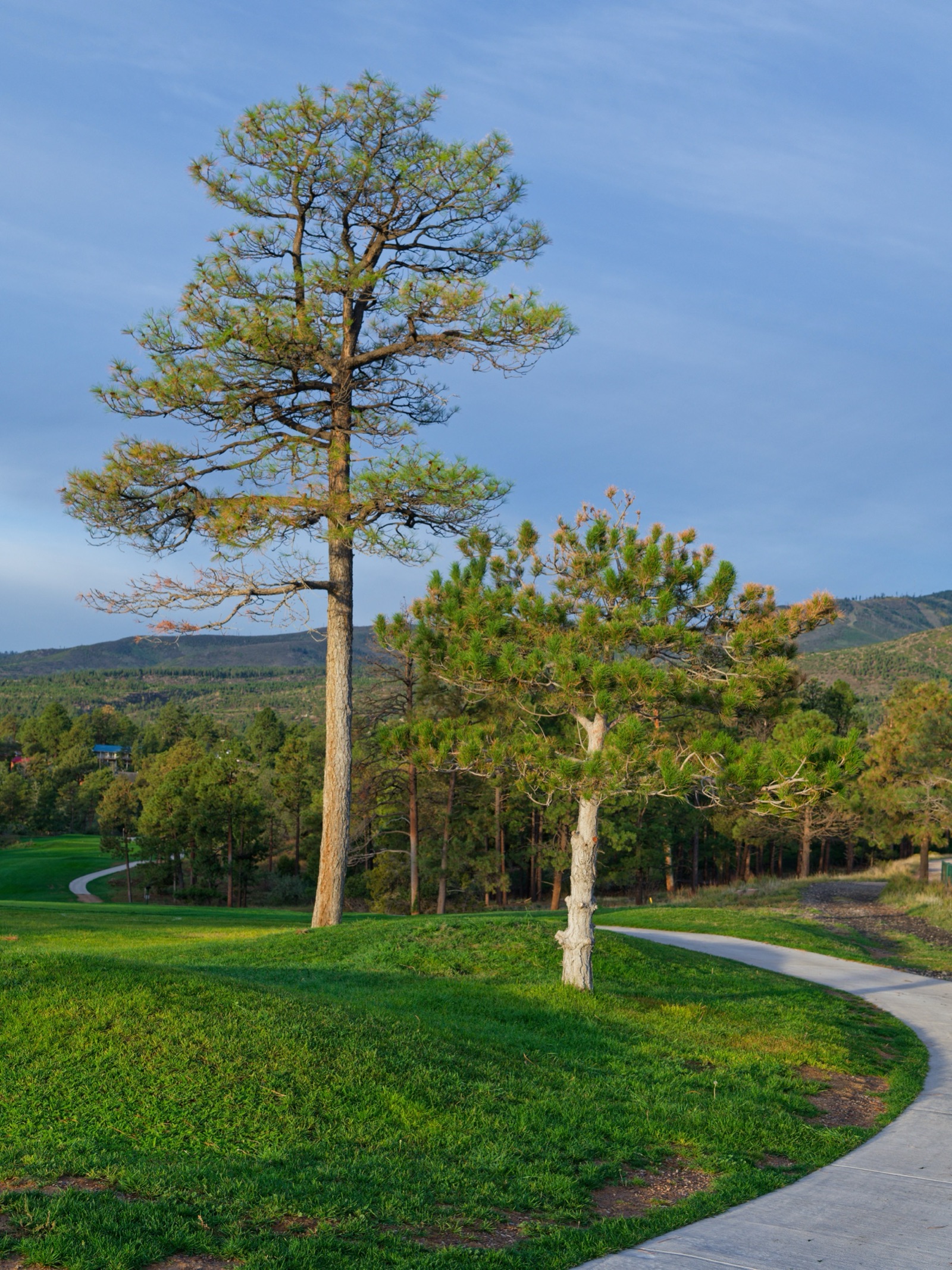 A single tree beside a winding path across a green lawn.