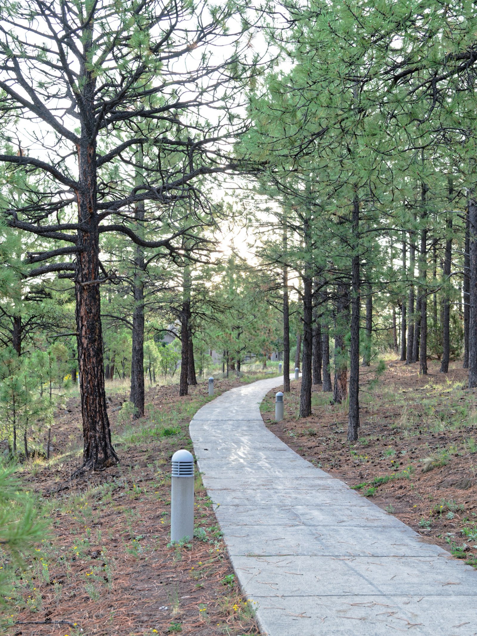 A paved path leading through a tall pine forest.