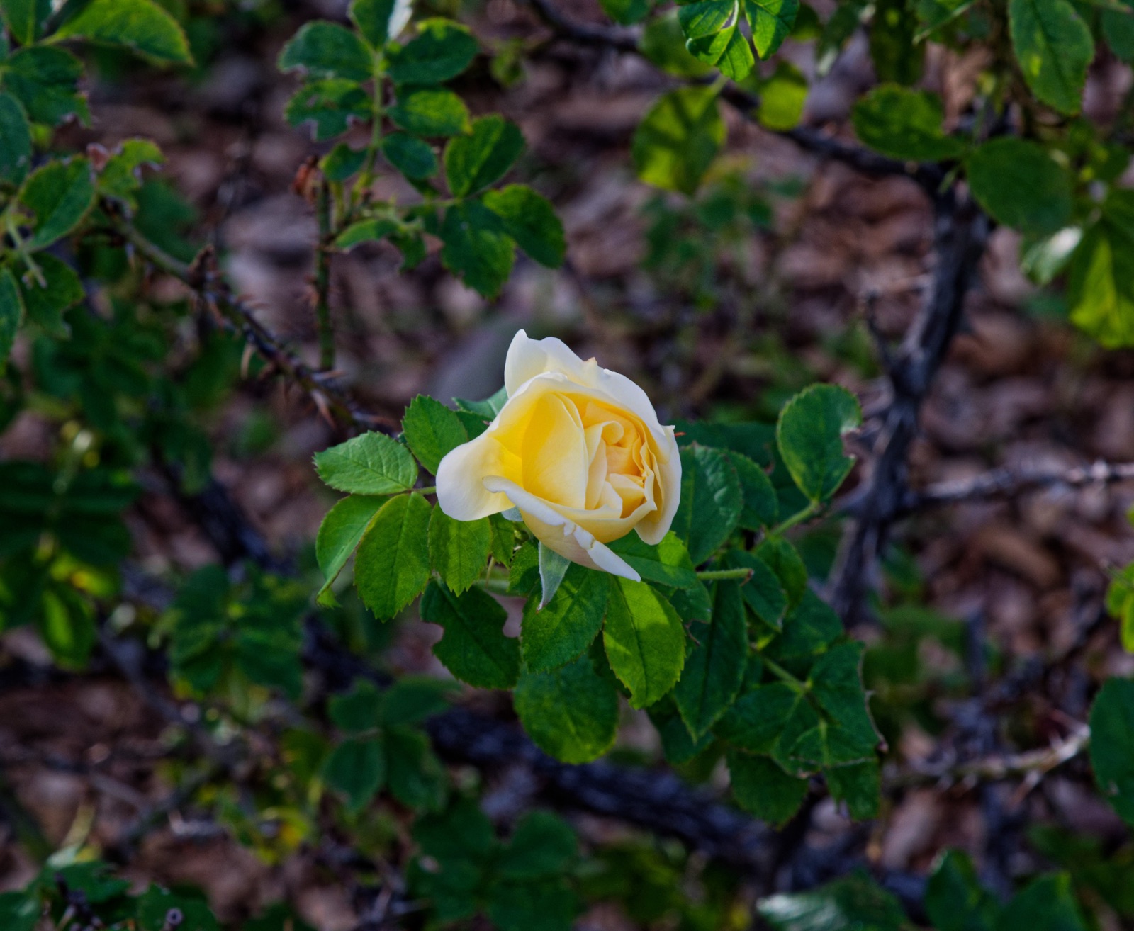 A pale yellow rose among dark green leaves.