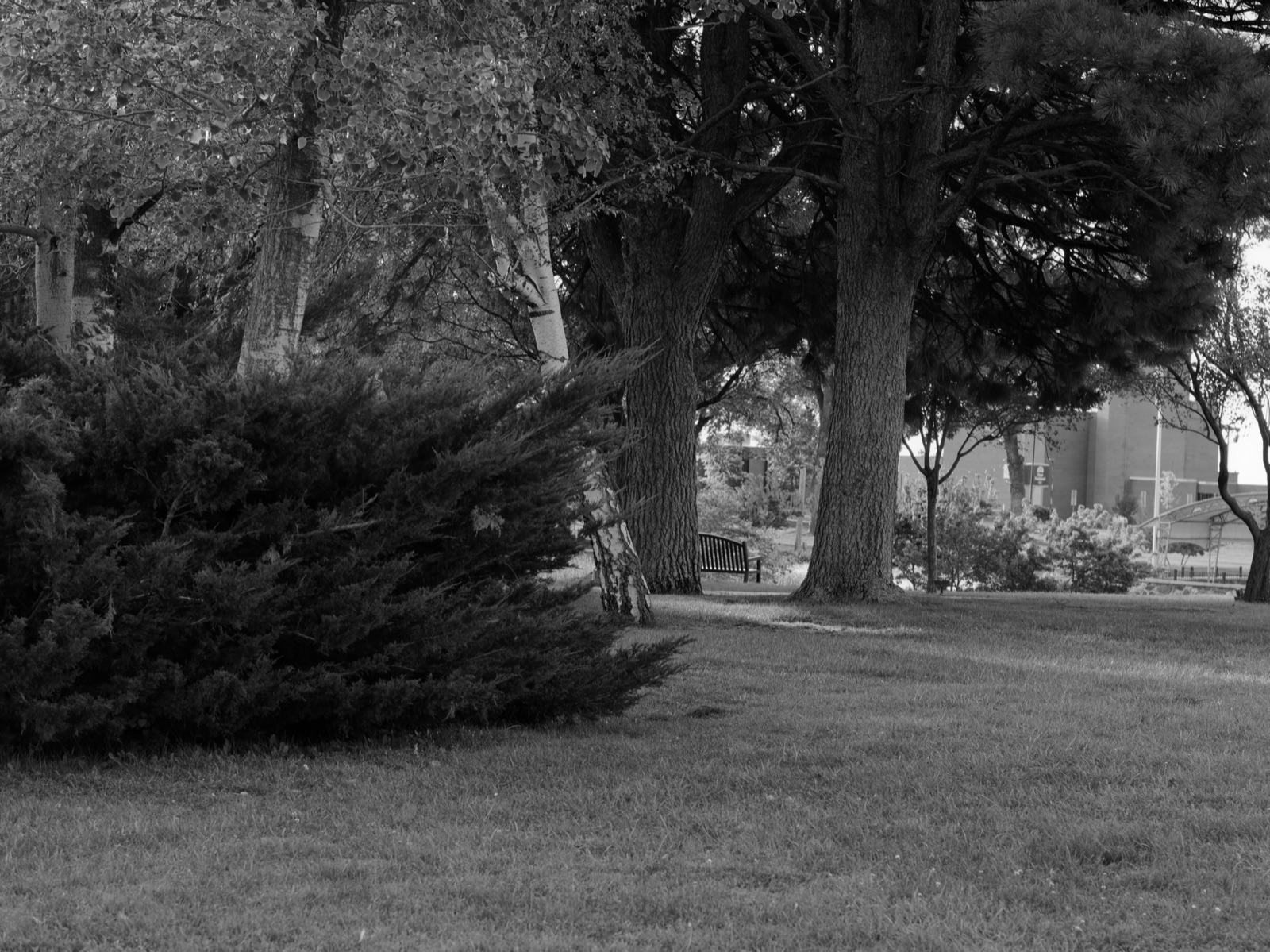 Black and white view of tall trees and a dark evergreen shrub in a park.