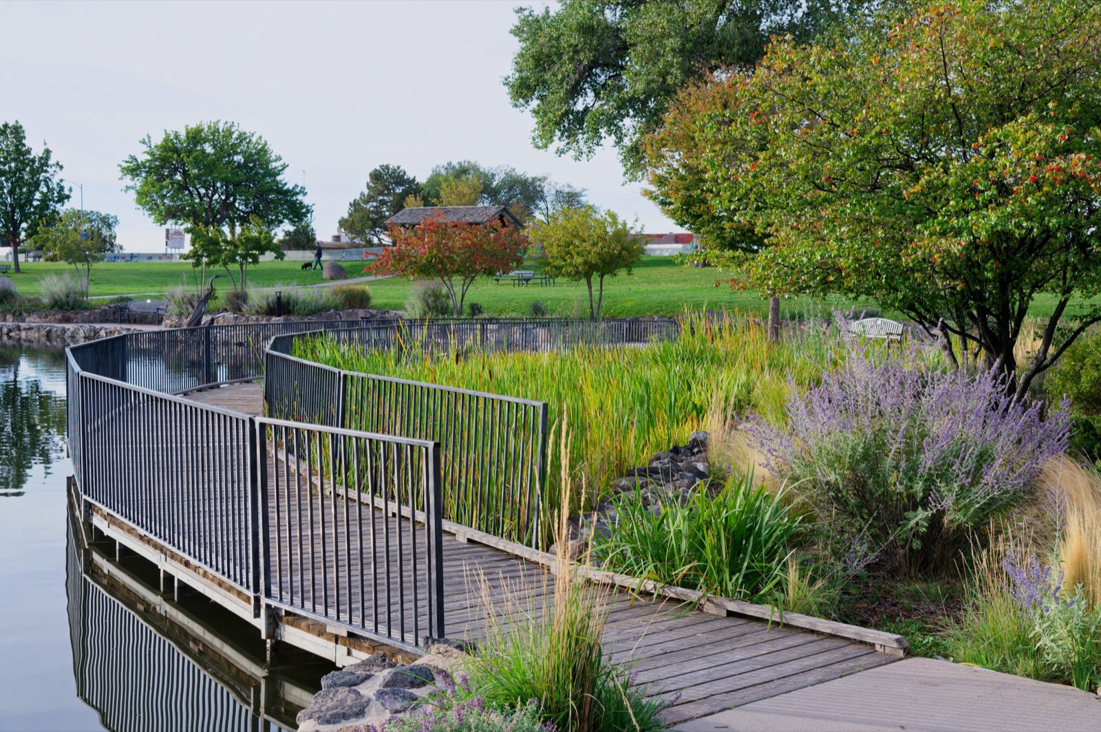 A wooden boardwalk winding through a wetland garden.