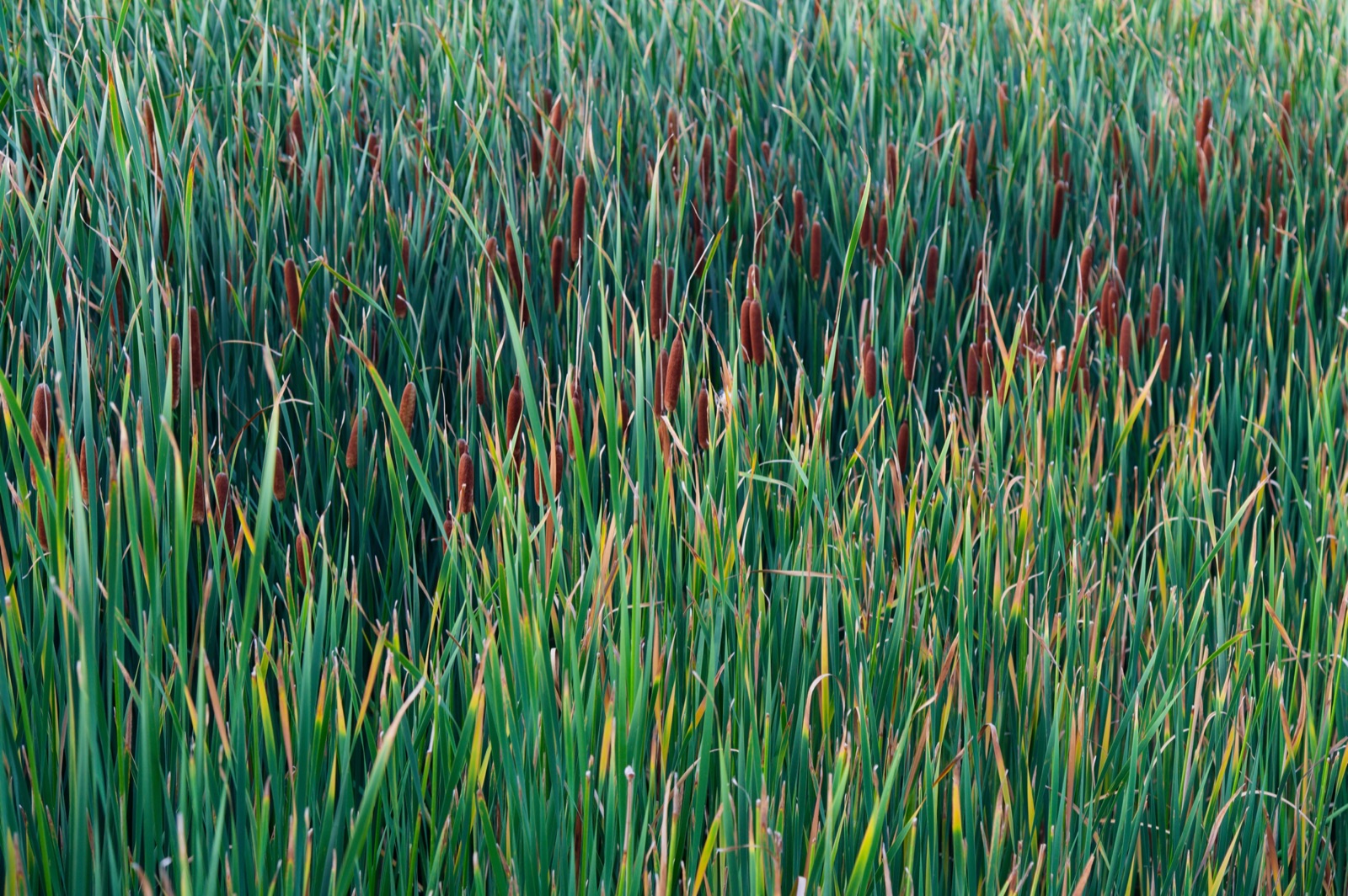 A dense stand of tall green reeds.