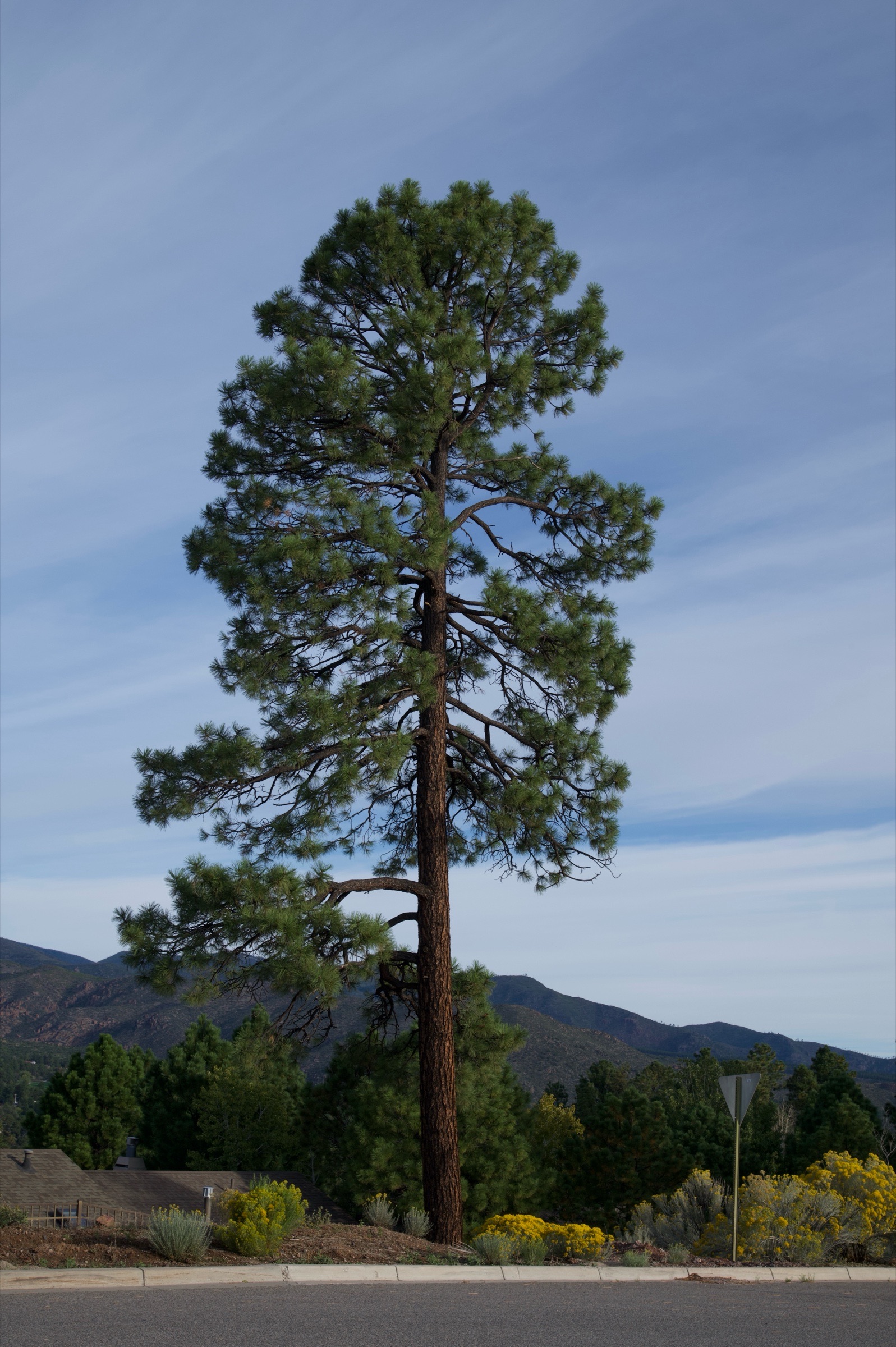 A lone pine tree with mountains on the horizon.