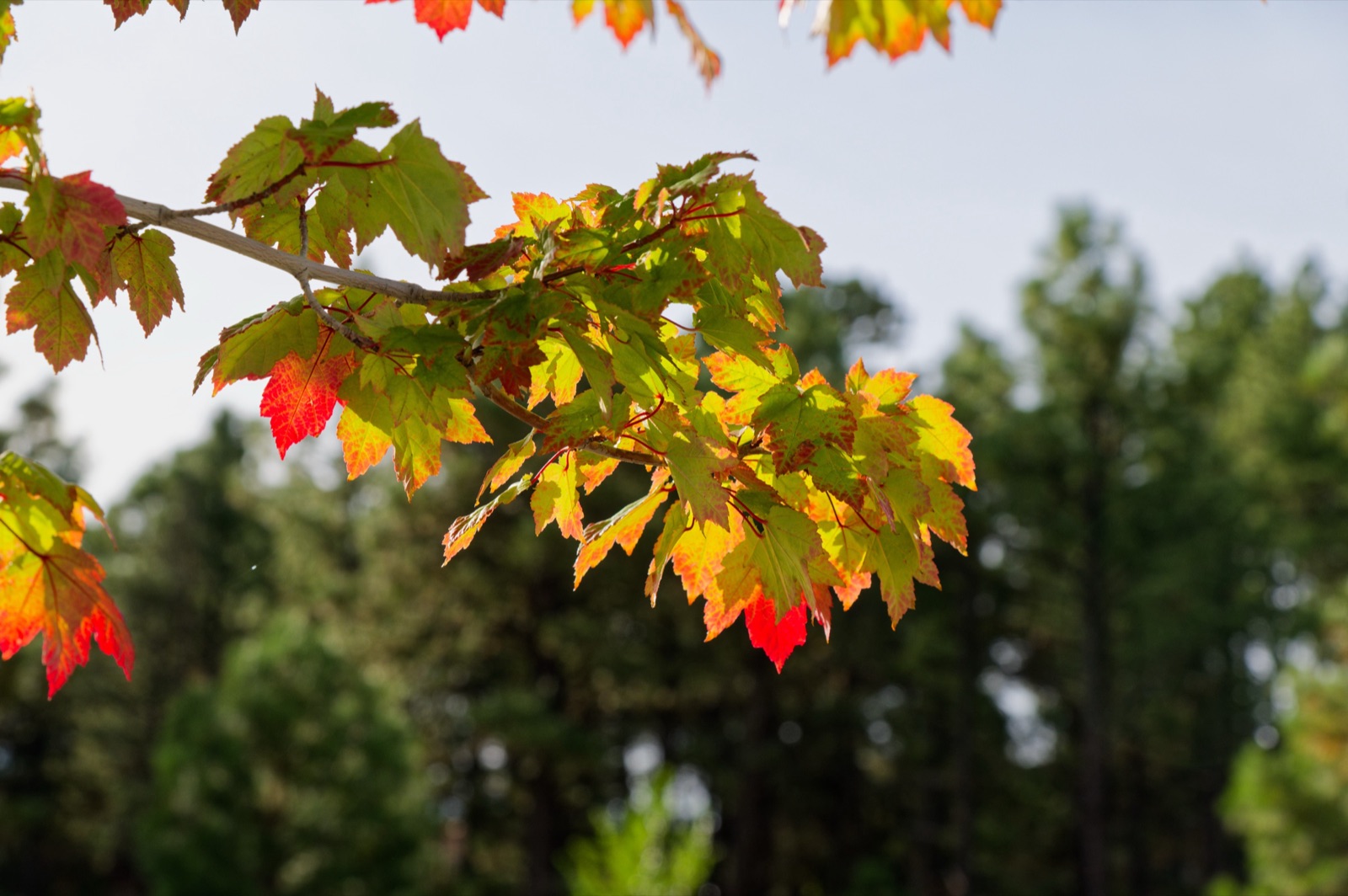 Red and yellow autumn leaves in front of dark pine trees.